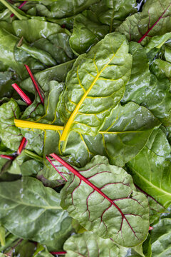 Fresh Swiss chard leaves with vibrant green and red veins