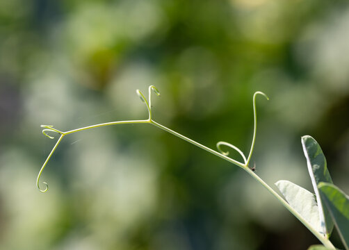 Thin green vine curls delicately against soft, blurred green background