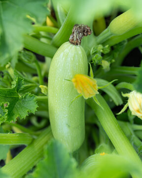 Fresh zucchini grows amid green leaves and yellow flowers