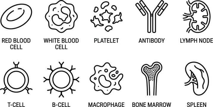 Human immune system components showing red leukocyte platelet antibody lymph node macrophage bone marrow and spleen