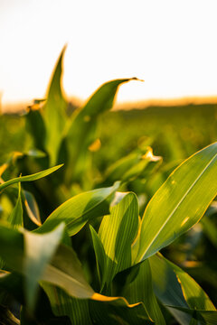 Growing corn leaves in golden hour sunlight, showing agricultural field during summer season