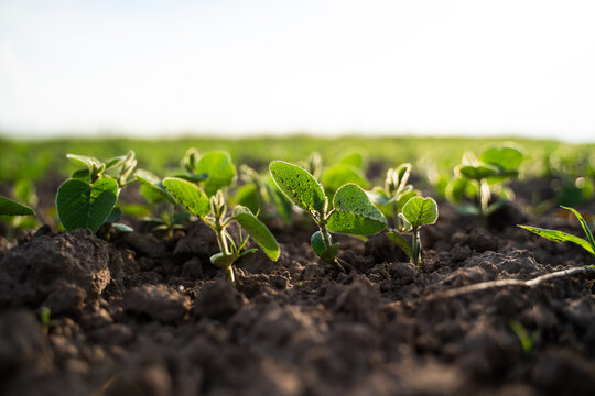 Soybean seedlings growing in rich soil during spring, representing new beginnings, farming, and organic agriculture