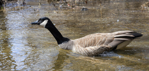 Canada Goose Swimming in Shallow Creek Water in Spring © Claudia