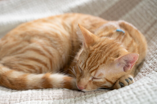 Toby cat with soft claw cover