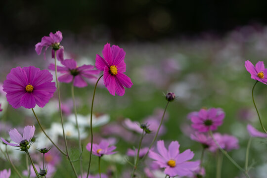 Close Up View of Vibrant Magenta Pink Cosmos Flowers Blooming in Autumn Field Background with Copy Space