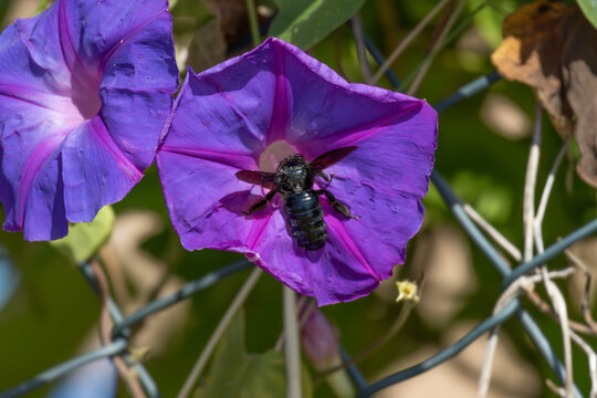Violet carpenter bee pollinating a purple morning glory flower
