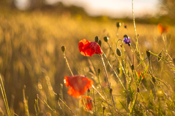 Obraz premium poppies in the field