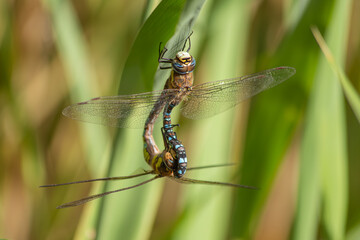 Southern Hawker Dragonfly Mating - Aeshna Cyanea © Mondo