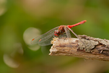 Ruddy Darter Dragonfly - Sympetrum Sanguineum © Mondo