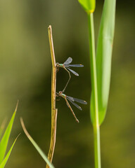 Willow Emerald Damselfy in Tandem - Chalcolestes Viridis  © Mondo