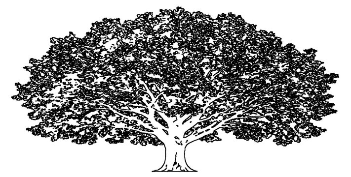 Intricate ink drawing of broadleaf tree isolated on transparent background for professional digital illustration