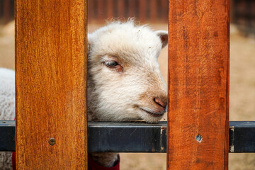 Curious white lamb with soft wool peeking through wooden fence bars, eyes half-closed in calm, rustic farm setting with warm natural lighting and textured wood grain. © Pernandi Imanuddin