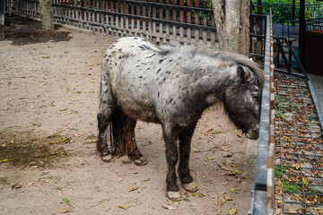 A small spotted pony stands on sandy ground near a metal fence in an enclosed outdoor area, surrounded by fallen leaves and tree trunks, appearing calm and natural in its habitat. © Pernandi Imanuddin