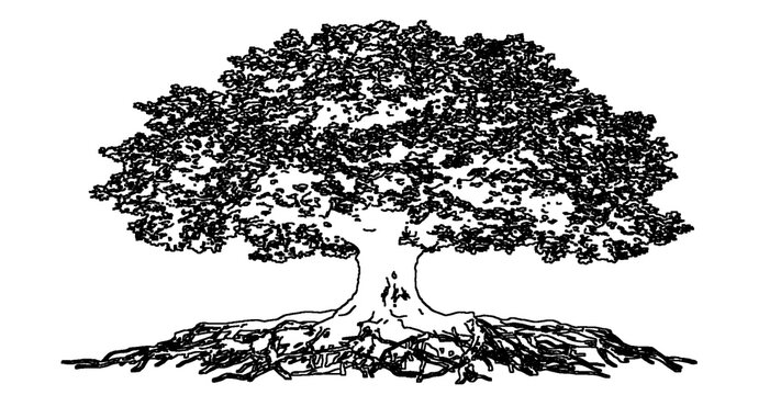 Broadleaf tree with visible root system illustration isolated on transparent background for scientific display