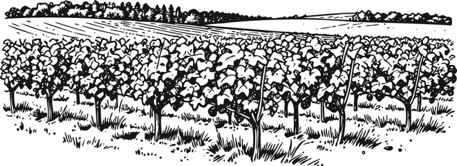 Obraz premium Vineyard landscape with grapevines in rows agricultural field with trellis plants and forest background