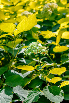 Pale green hydrangea blossoms forming a soft rounded cluster.