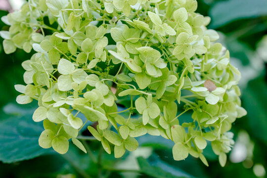 Fresh pale green hydrangea flowers creating delicate texture