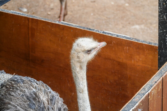 Close-up of an ostrich head and neck peeking over wooden enclosure barrier with sandy ground background, natural feathers and calm expression captured in daylight setting.