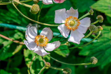 White anemone flowers blooming among fresh green foliage © Елена Плотникова