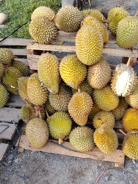 Affordable local durian in Sumatra, Indonesia