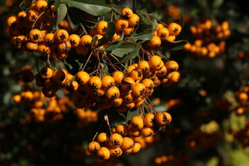 Branch with clusters of bright orange berries in autumn © Norvi