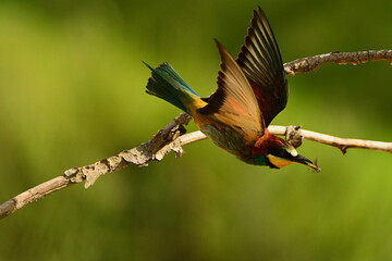 Żołna pszczołojad, Merops apiaster, Bee-eater © Tomasz