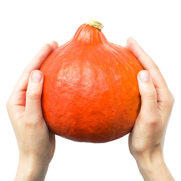 A small, ripe, fresh orange pumpkin in a woman's hands. Cut out background, PNG format. Pumpkin season
