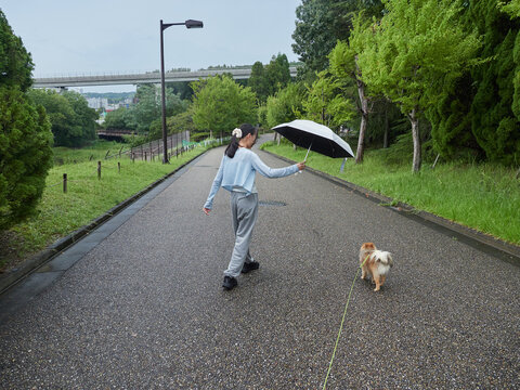 真夏の雨の日の公園で可愛いポメラニアンと散歩する十代の女の子の姿