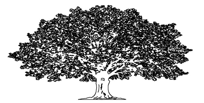 Classic oak tree silhouette drawing isolated on transparent background for versatile digital graphic design usage