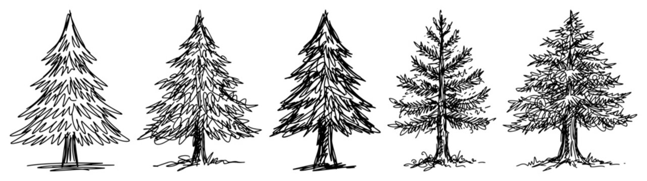 Coniferous pine and spruce trees collection in vintage ink sketch style