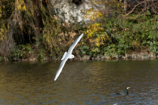 Close Up View of Black Headed Gull Flying Above Water Surface in Autumn Lake Background with Copy Space