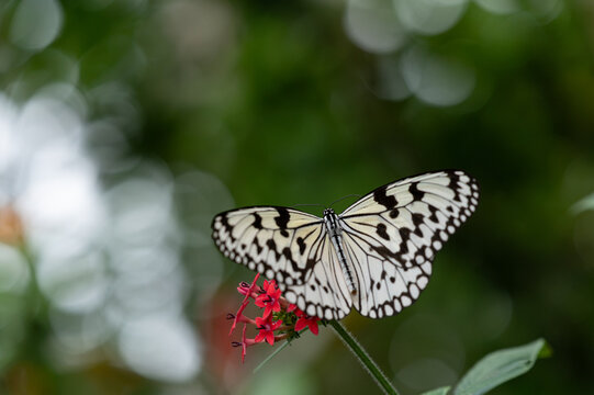 Close Up View of Large Tree Nymph Butterfly Resting on Red Pentas Flower with Soft Bokeh Background with Copy Space