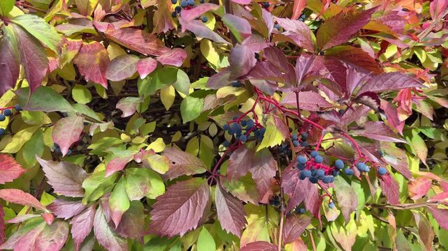 Ampelopsis aconitifolia monkshood vine in autumn.