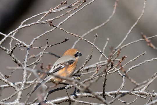 Close Up View of Bull Headed Shrike Bird Perched on Tree Branch with Natural Bokeh Background and Copy Space