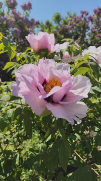 Peony bud flower bloom Floral pink Peonies petals Paeonia in Summer Garden.