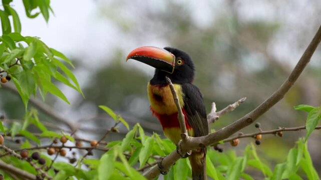 Fiery-billed aracari Toucan in Costa Rica