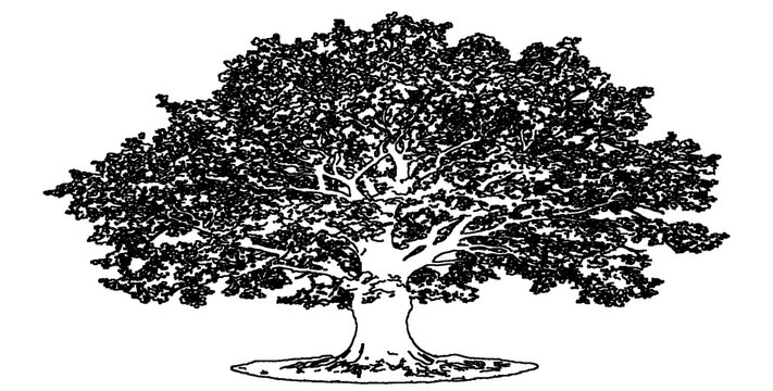 Detailed black and white engraving style illustration of majestic tree isolated on transparent background design