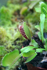 Venus flytrap plant with open snap traps in a green moss garden © alexmak