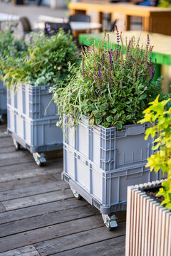 Plastic containers on wheels filled with aromatic flowering herbs at street restaurant terrace, small mobile boxes with lush blooming herbs growing outdoors at cafe patio, decorative herbal plants.