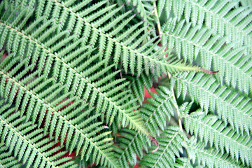 Green fern fronds texture close up in a tropical forest garden © alexmak