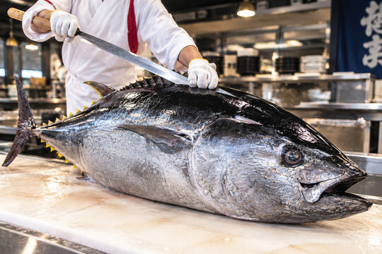 Whole Tuna Fish Being Prepared for a Traditional Japanese Tuna Cutting Show