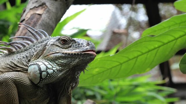 Green iguana perched on a branch in tropical forest. Close-up portrait.