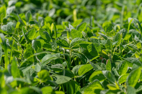 Green soybean leaves dance in the gentle breeze under the bright sun on a warm summer day