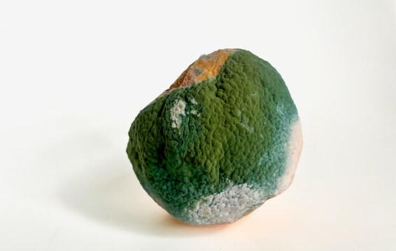 Close-up of a rotten moldy orange covered with green and white Penicillium mold isolated on a clean white background. Food waste, expiration date, and fruit spoilage concept.