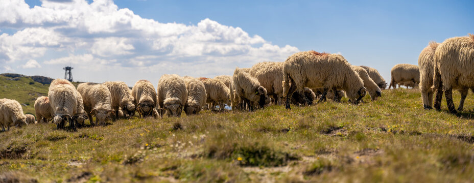 Flock of Sheep Grazing in Open Pasture Under Dramatic Cloudy Blue Sky