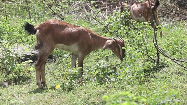 Goats Grazing green leaves in rural area