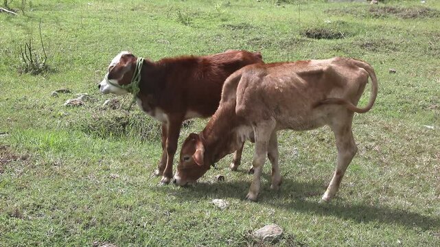 Calf in agriculture farm