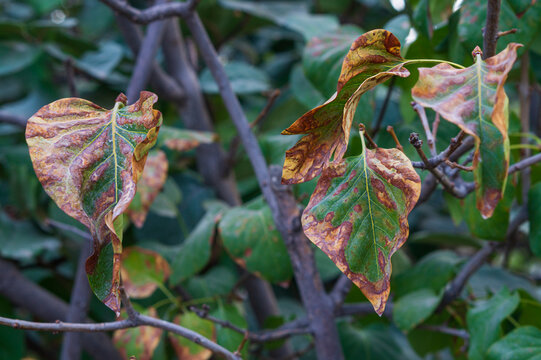 Partially dead leaves with brown and green areas of the surface of the lilac tree leaf as a sign of negative impact, lack of trace elements or the approach of seasonal leaf shedding in autumn.