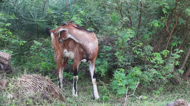An Indian goat grazing in the field