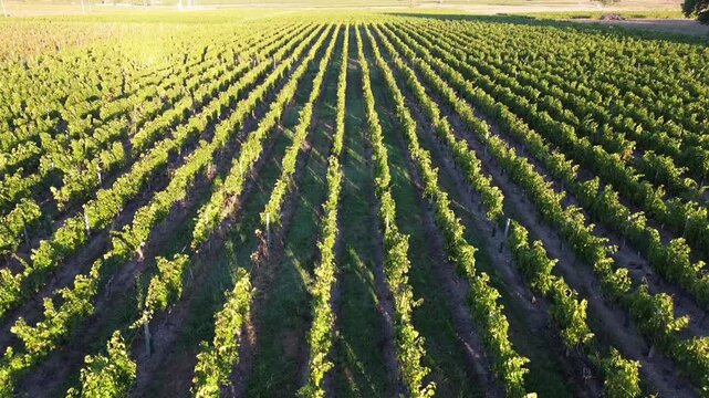 Aerial drone flight over Bordeaux vineyard rows at
golden hour, Gironde France 4K